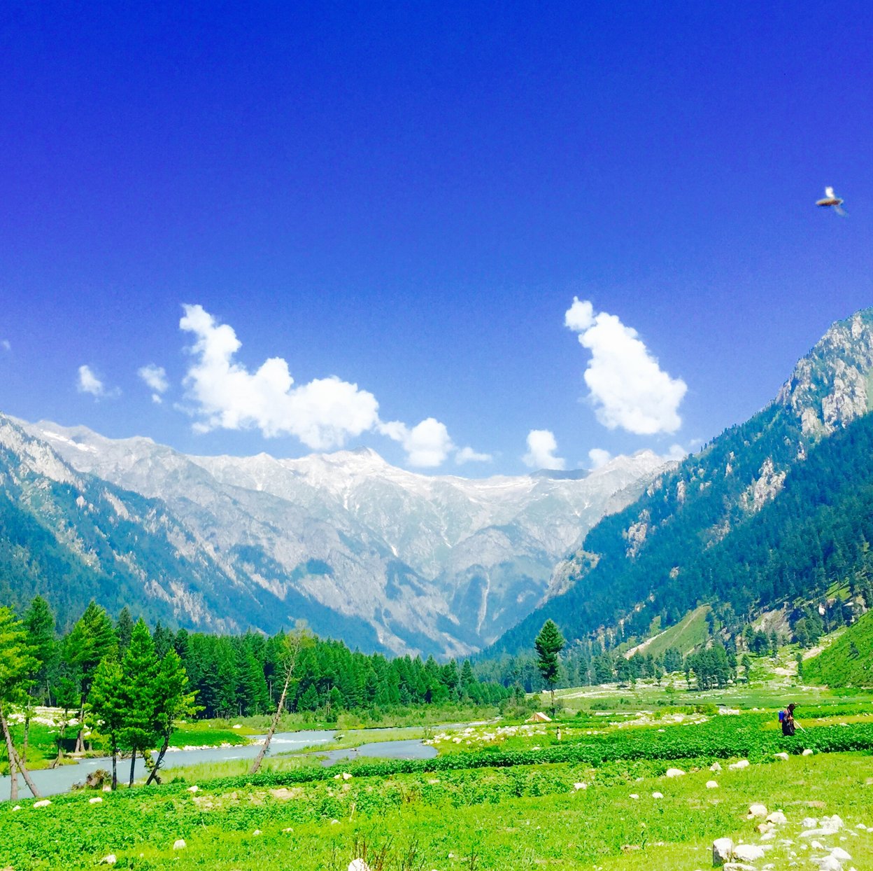 Tranquil landscape of Kumrat Valley, showcasing lush green meadows and towering pine forests